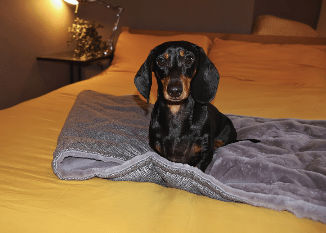 Balmoral Grey Herringbone Reversible Dog Blanket