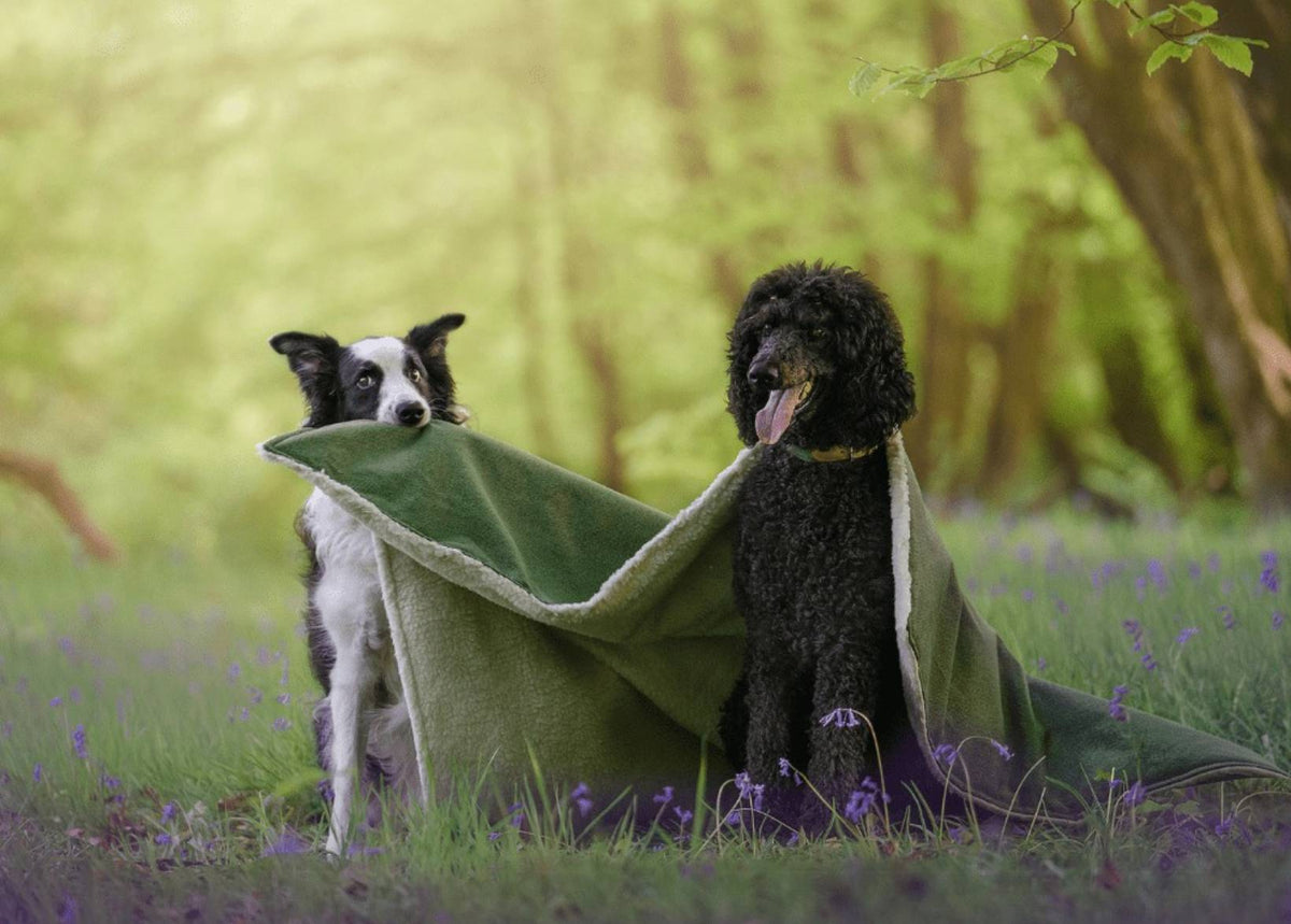 Richmond Green Reversible Dog Blanket