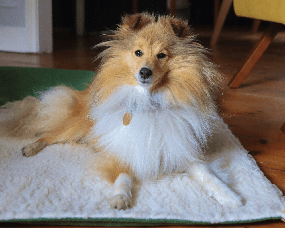 Richmond Green Reversible Dog Blanket