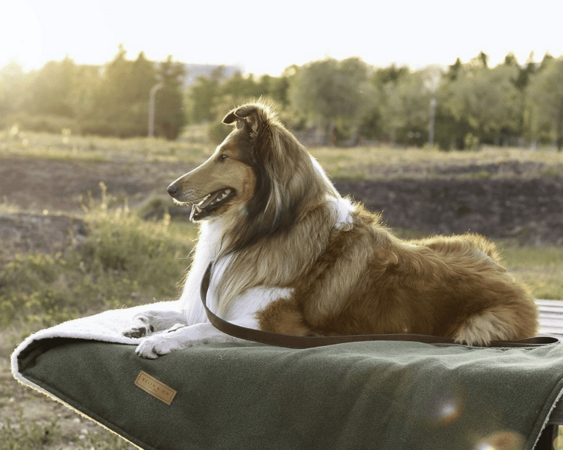 Richmond Green Reversible Dog Blanket