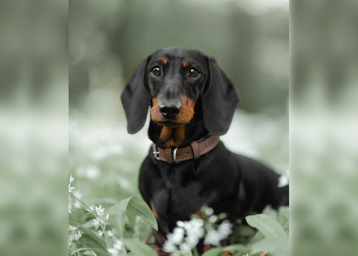 Lincoln Tweed & Leather Dog Collar