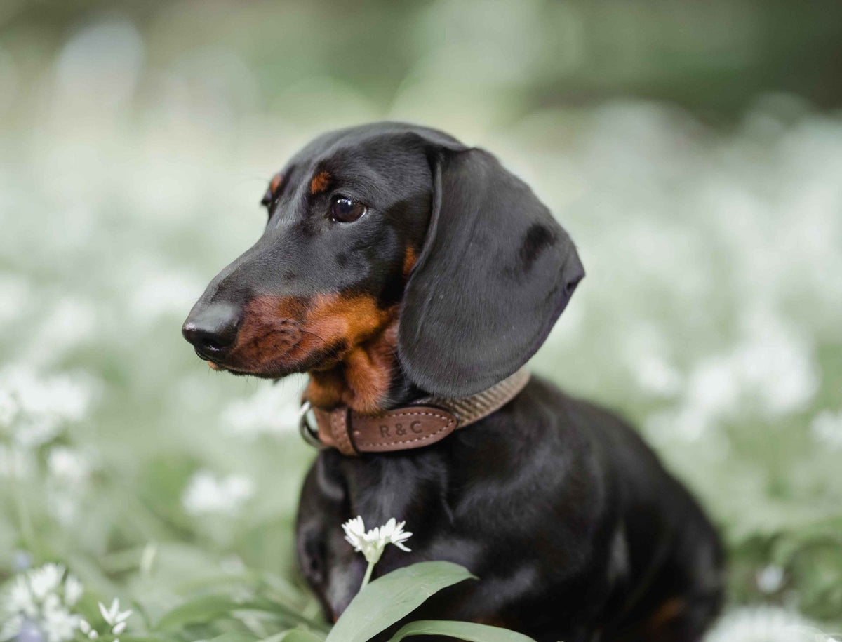Lincoln Tweed & Leather Dog Collar
