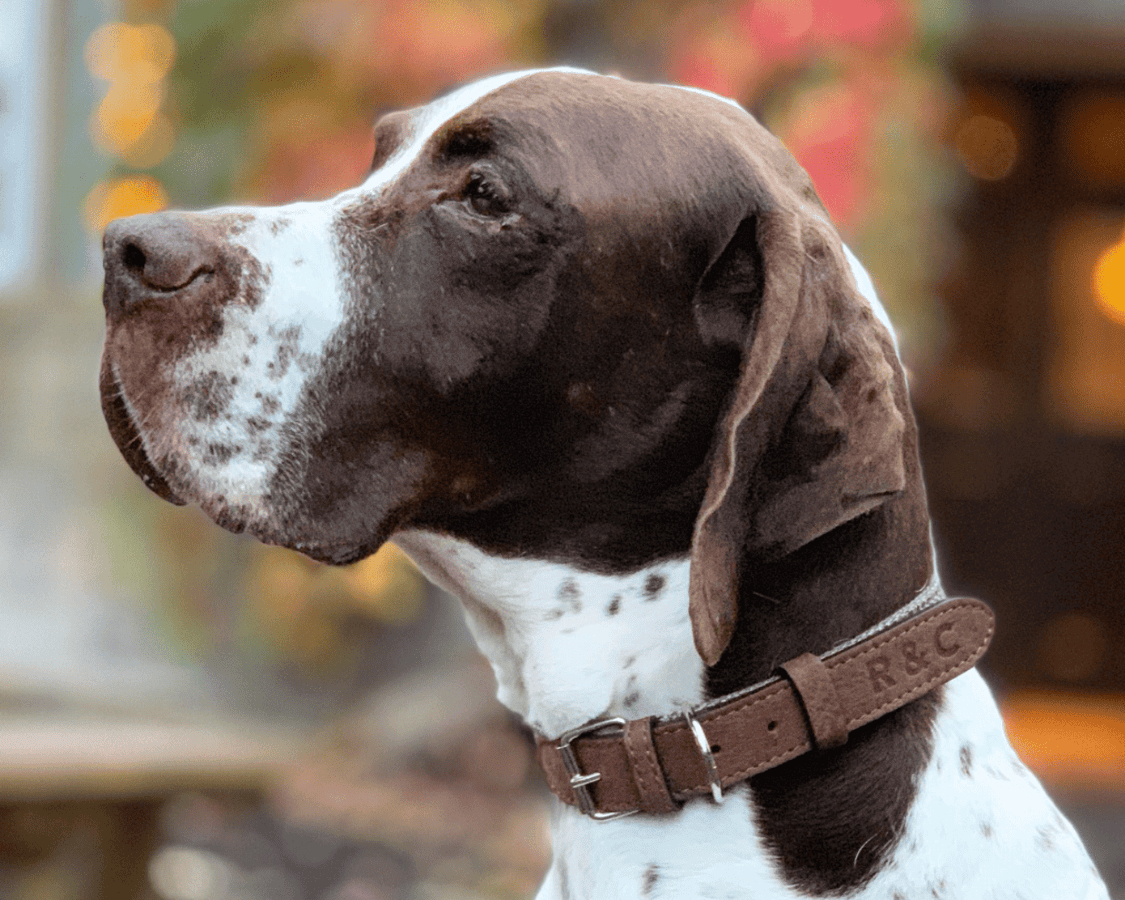 Lincoln Tweed & Leather Dog Collar