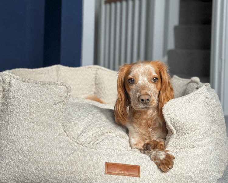 Cotswold High-Wall Bouclé Dog Bed
