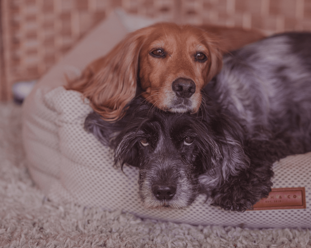 Chatsworth Memory Foam Bolster Dog Bed