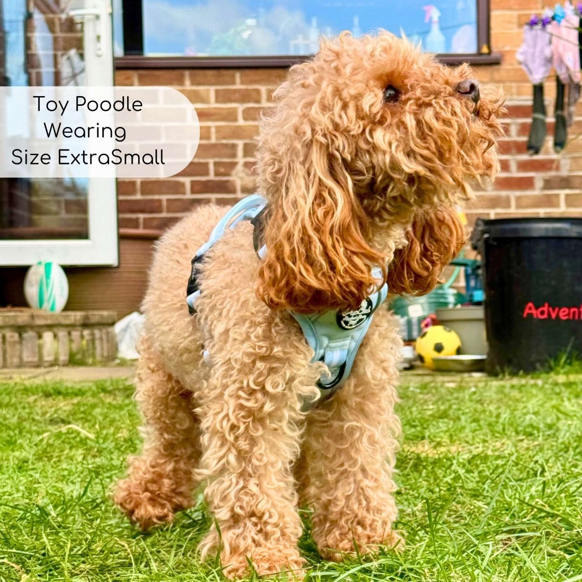 Rugged Rover™ Harness - Pastel Blue