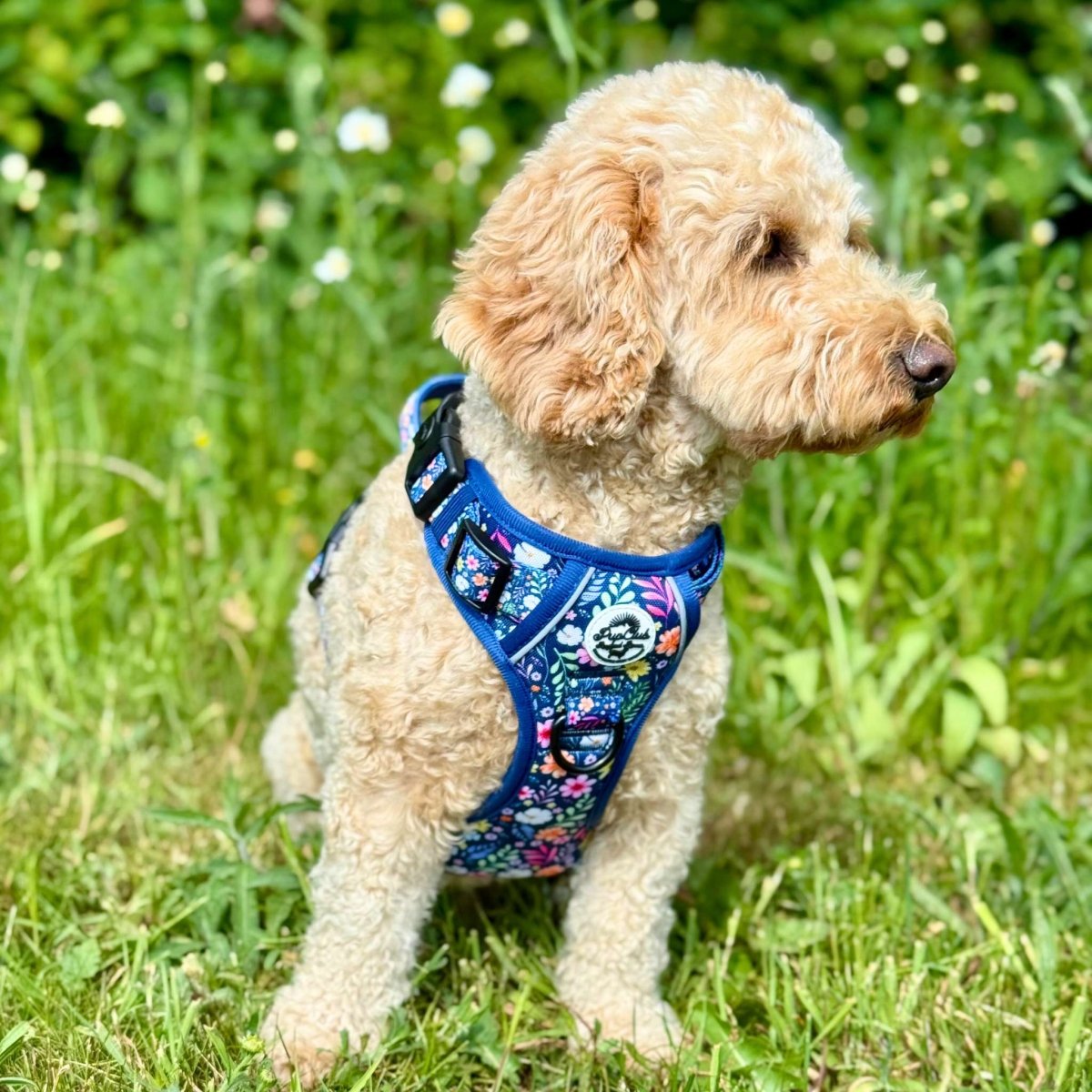 Rugged Rover™ Harness - Summer Meadow