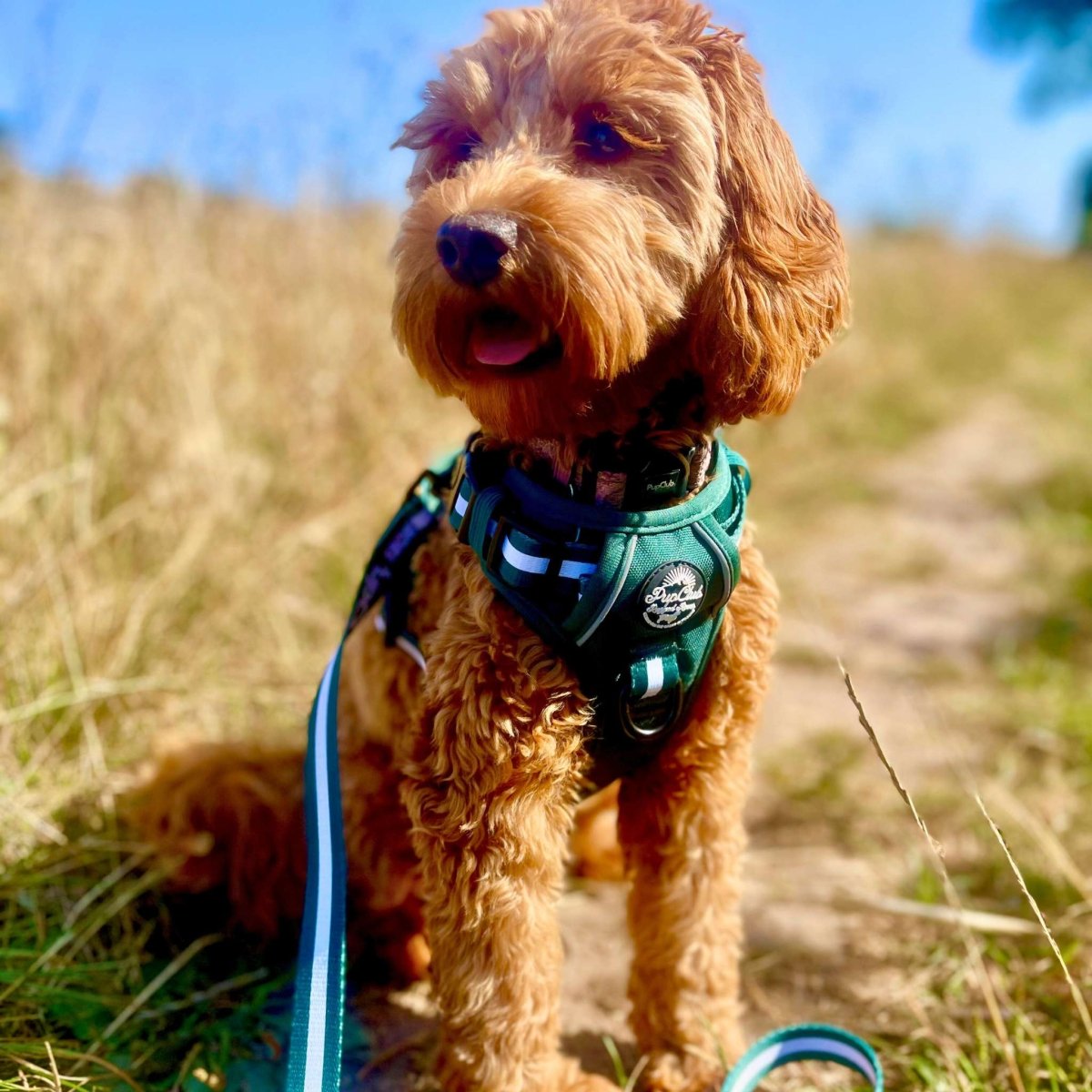 Rugged Rover™ Harness - Forest Green
