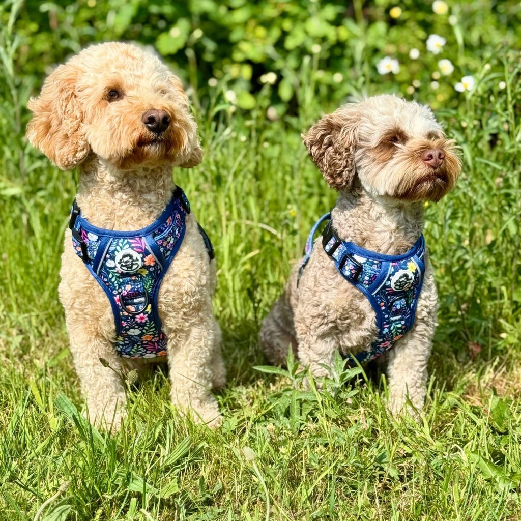 Rugged Rover™ Harness - Summer Meadow
