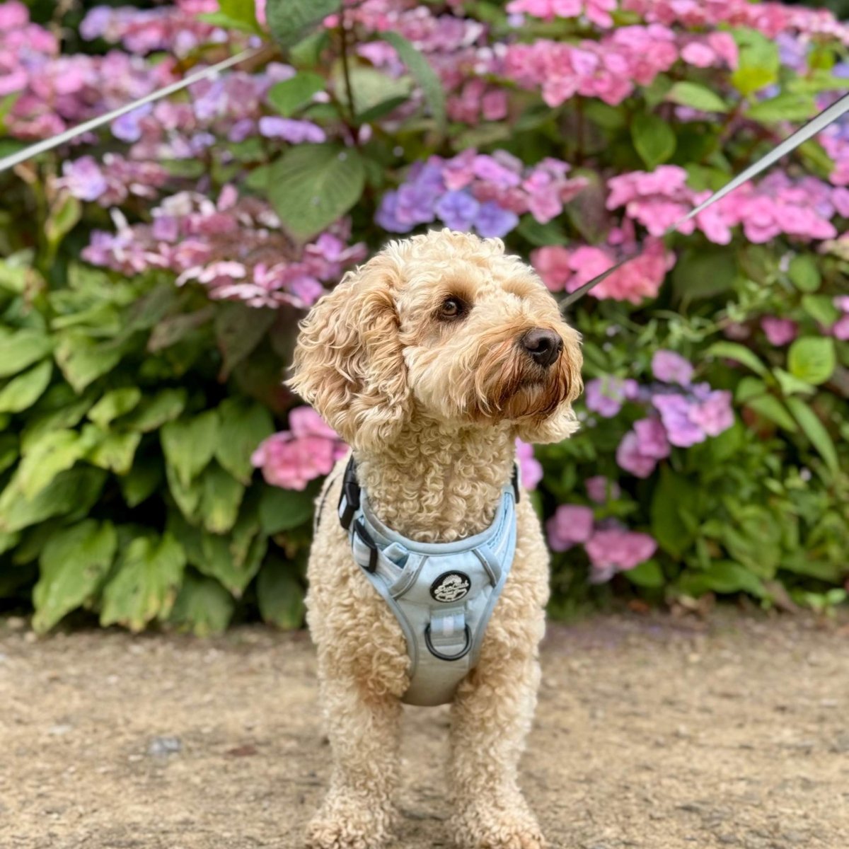 Rugged Rover™ Harness - Pastel Blue