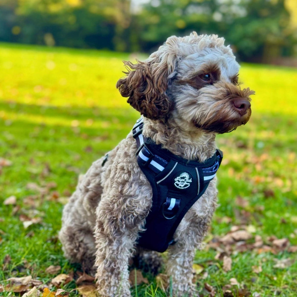 Rugged Rover™ Harness - Midnight Black