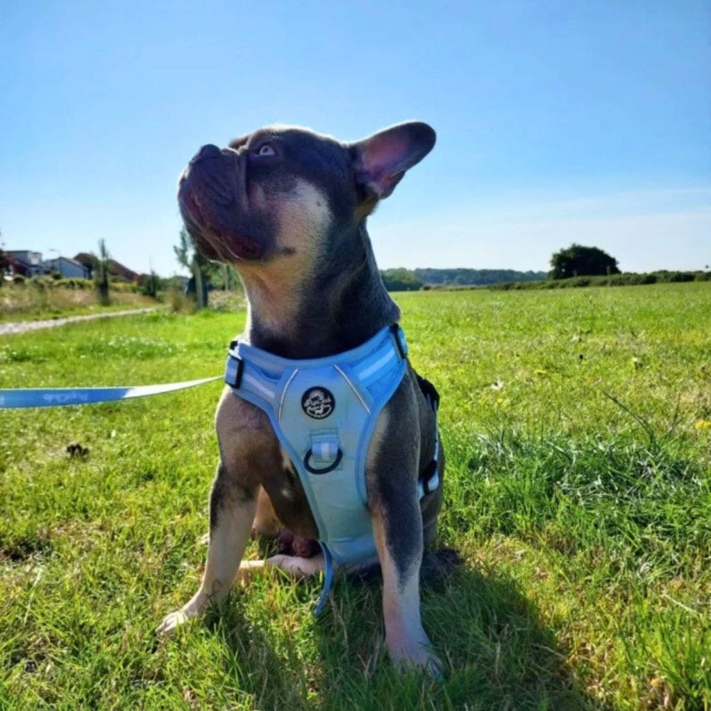 Rugged Rover™ Harness - Pastel Blue