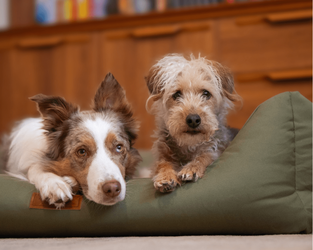 Henley Waterproof Memory Foam Bolster Dog Bed